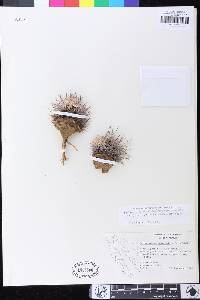 Sclerocactus erectocentrus image