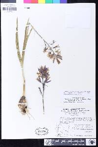 Camassia quamash subsp. breviflora image