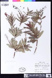 Comarostaphylis discolor image