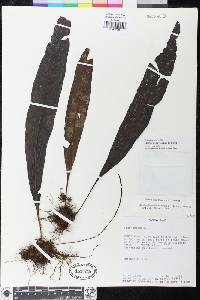 Elaphoglossum tonduzii image