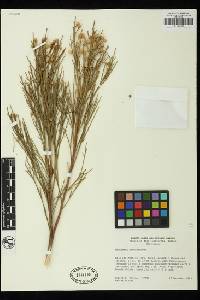 Baccharis sarothroides image