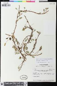 Image of Elaphoglossum andreanum