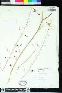 Chlorogalum pomeridianum var. pomeridianum image