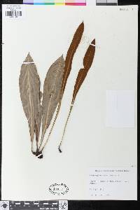 Image of Elaphoglossum alatum