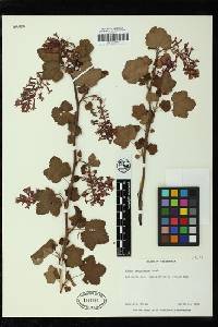 Ribes sanguineum image