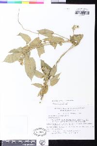 Image of Gonolobus chloranthus