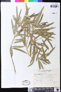 Sapium haematospermum image