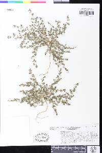 Euphorbia serpyllifolia var. serpyllifolia image