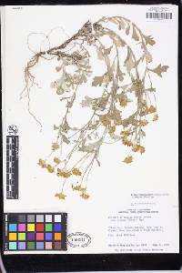 Eriophyllum lanatum var. croceum image