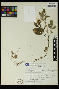 Solanum umbelliferum image