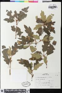 Quercus garryana image