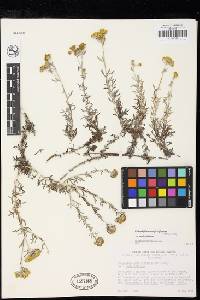 Eriophyllum confertiflorum image