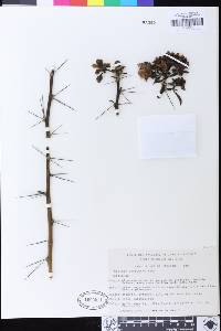 Image of Pereskia grandifolia