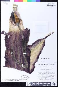 Dracunculus vulgaris image