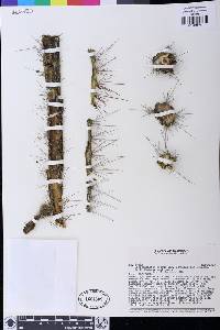 Cleistocactus sepium image