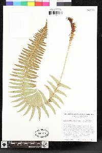 Polystichum imbricans image