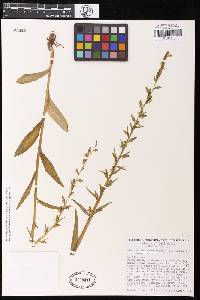 Platanthera sparsiflora image