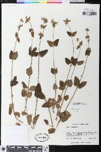 Stachys rigida image