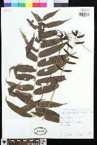 Bolbitis serratifolia image