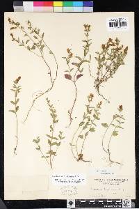 Scutellaria californica image