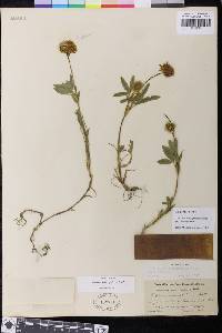Trifolium eriocephalum subsp. eriocephalum image