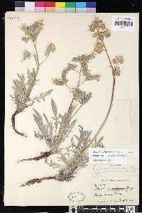 Phacelia egena image