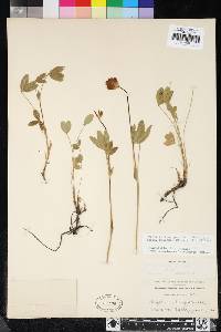 Trifolium longipes image