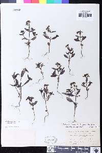 Collinsia torreyi var. latifolia image