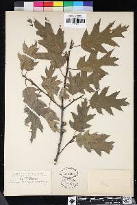 Quercus kelloggii image