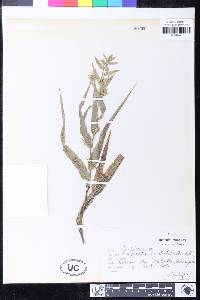Image of Epipactis veratrifolia