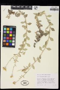 Eriophyllum lanatum image