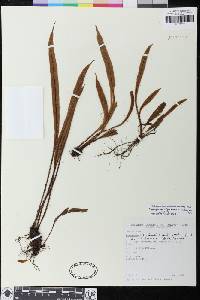 Elaphoglossum nigrocostatum image