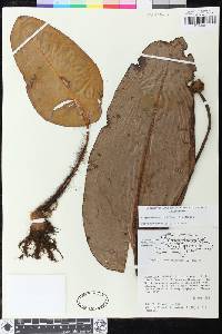 Elaphoglossum crinitum image