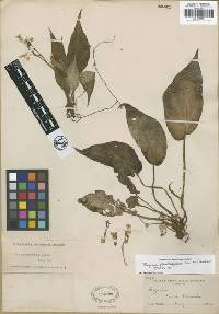 Image of Begonia plantaginea