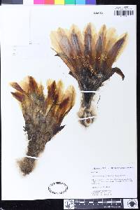 Image of Echinopsis bridgesii
