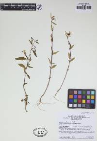 Clarkia tembloriensis subsp. calientensis image