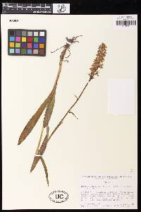 Dactylorhiza fuchsii image