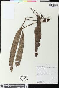 Image of Elaphoglossum albescens