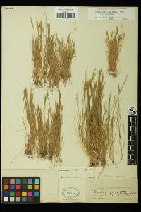 Festuca octoflora image