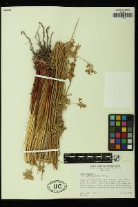 Juncus effusus image