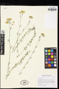 Eriophyllum confertiflorum image