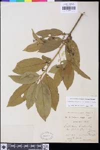 Image of Endlicheria paniculata