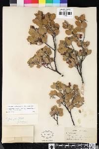 Arctostaphylos montana subsp. montana image