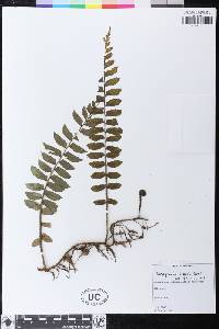 Image of Lomagramma brooksii