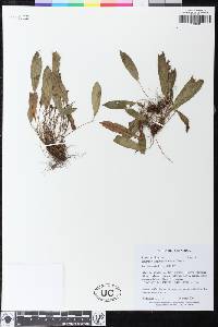 Image of Elaphoglossum adrianae