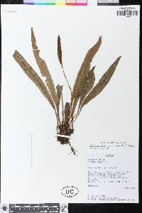 Image of Elaphoglossum acrocarpum