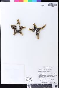 Pachycereus marginatus image