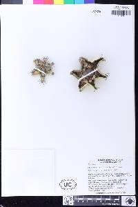 Stenocereus griseus image