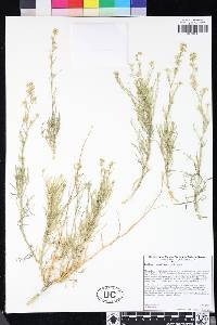 Lepidium fremontii image