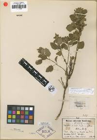 Image of Scutellaria volubilis